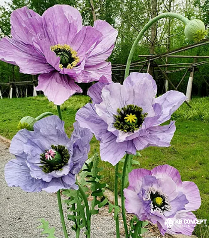 Hoa anh túc màu tím lớn có thân và đế gồm 2 bông 1 nụ