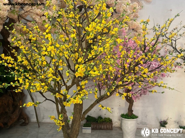 Cây hoa mai vàng trang trí ngày Tết Nguyên Đán