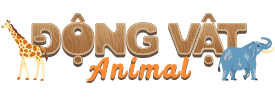 Động vật-Animal